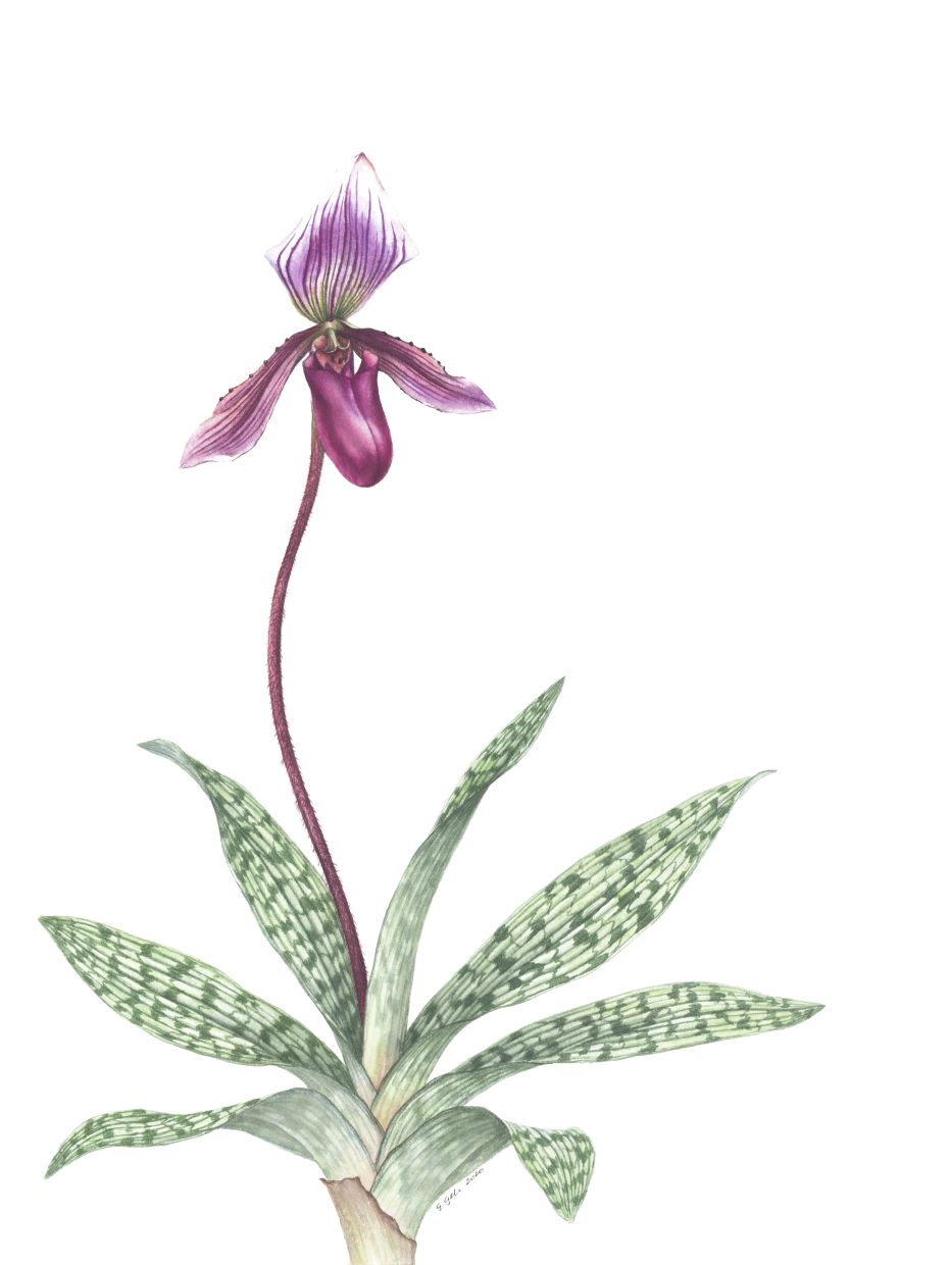 Penang-based artist-researcher Geh, who has exhibited nationally and internationally, explores Malaysia’s diverse flora through her work. Photo: Forest Learning Centre