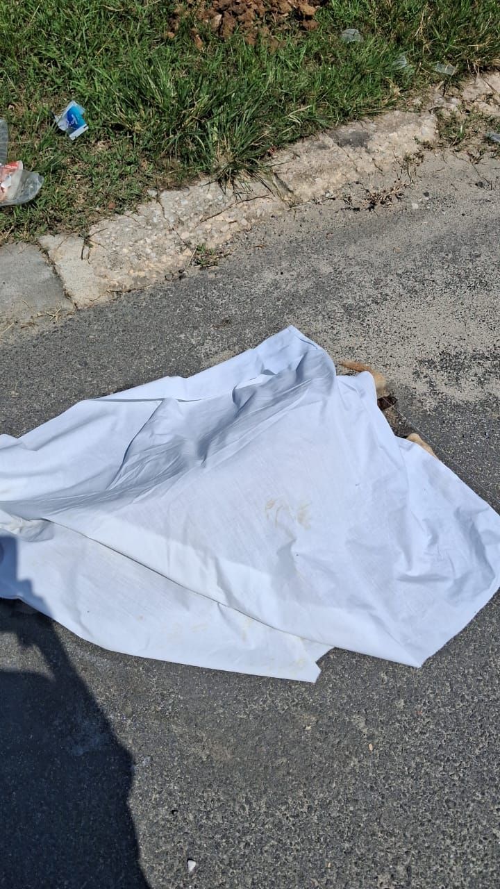 Pregnant dog among three strays found dead in Ipoh