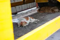 Hong Kong’s animal welfare laws fail to meet modern demands, experts say