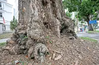 Angsana trees need more room to grow healthily