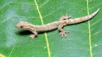 New gecko species found at Sabah’s Crocker Range