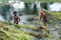 Jute harvest keeps Sunsari farmers busy