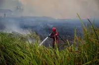 Despite several rescue successes, Indonesia's fires threaten critically endangered orangutans, says IUCN