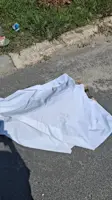 Pregnant dog among three strays found dead in Ipoh