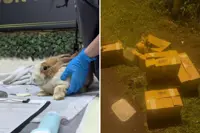 All seven baby rabbits rescued in Singapore's Seletar die; VFA to re-home adult animals retrieved, plus one newborn