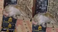 Female monkey enters liquor shop, boozes and dozes off in Ranchi, India
