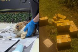 All seven baby rabbits rescued in Singapore's Seletar die; VFA to re-home adult animals retrieved, plus one newborn