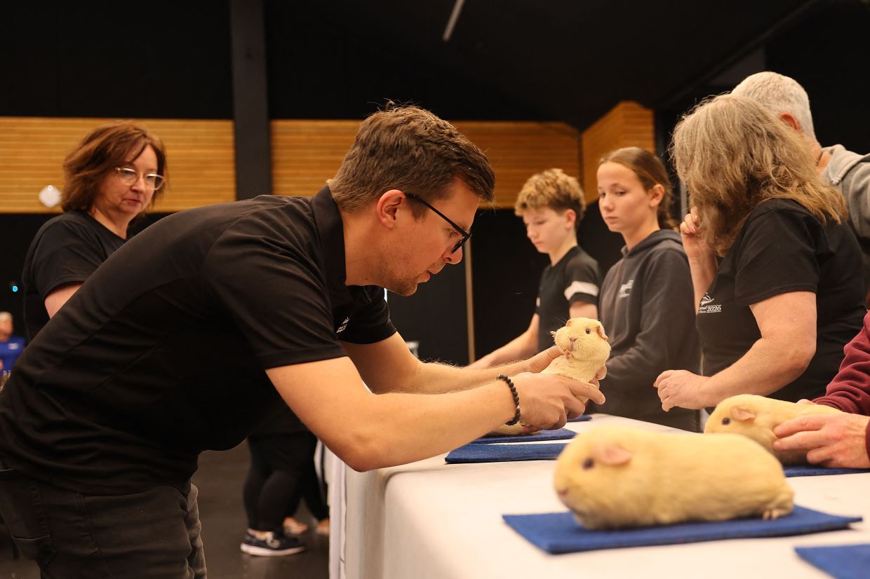 Judge Jirka Kytner (left) from the to Czech Republic examines a guinea pig during the New Zealand National Guinea Pig Show in Taupo on Sept 26, 2026. The annual event brought together breeders, exhibitors and judges from New Zealand and overseas to compete across a range of guinea pig breeds and classes. - Photo: AFP