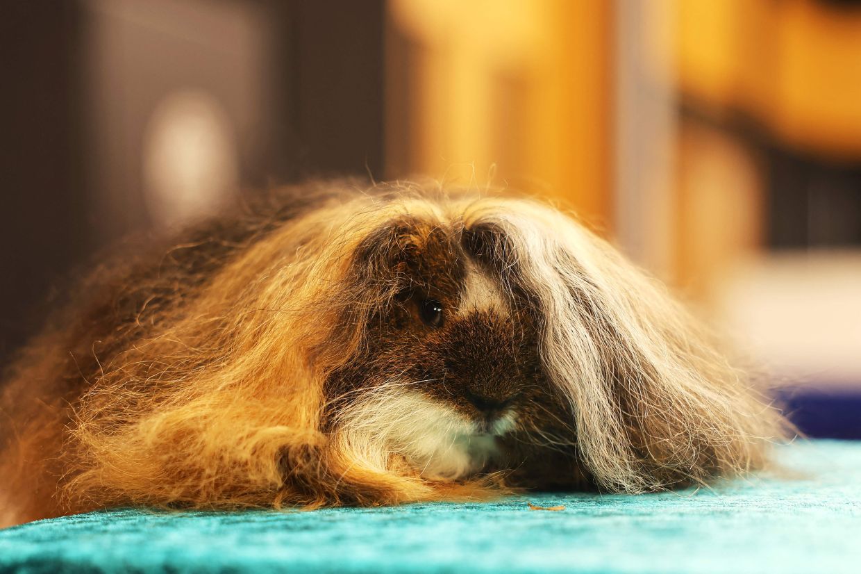 A long haired guinea pig competes at the New Zealand National Guinea Pig Show in Taupo on Sept 26, 2026. The annual event brought together breeders, exhibitors and judges from New Zealand and overseas to compete across a range of guinea pig breeds and classes. - Photo: AFP
