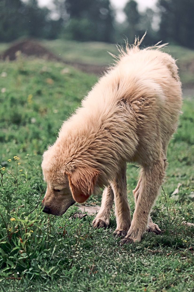 Thanks to their sniffing power, dogs can find food easily and avoid unseen predators.