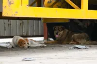 Shelters warn against poor treatment of warehouse guard dogs in New Territories