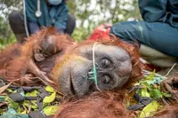 Blazes endanger orang utan