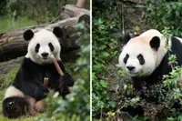 China sends two giant pandas to US