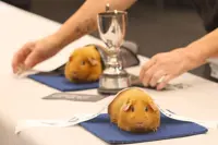 Cavy chaos: Hundreds attend New Zealand's biggest guinea pig show