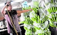 Philippines back as world’s No. 2 banana exporter