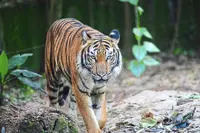 Tiger attacks livestock, Pengkalan Hulu residents told to be vigilant