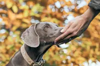 Dog Talk: When fear meets canine kindness