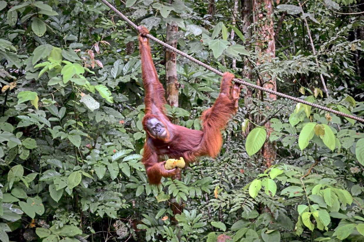 An orang utan eating jackfruit. Sarawak also has a rich natural heritage.