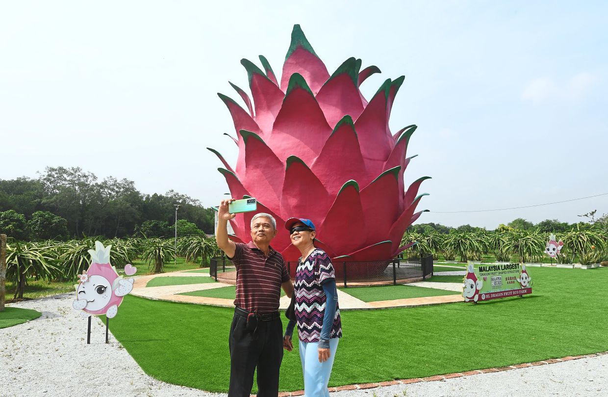 The dragon fruit farm offers visitors the opportunity to explore its orchards. — Handout