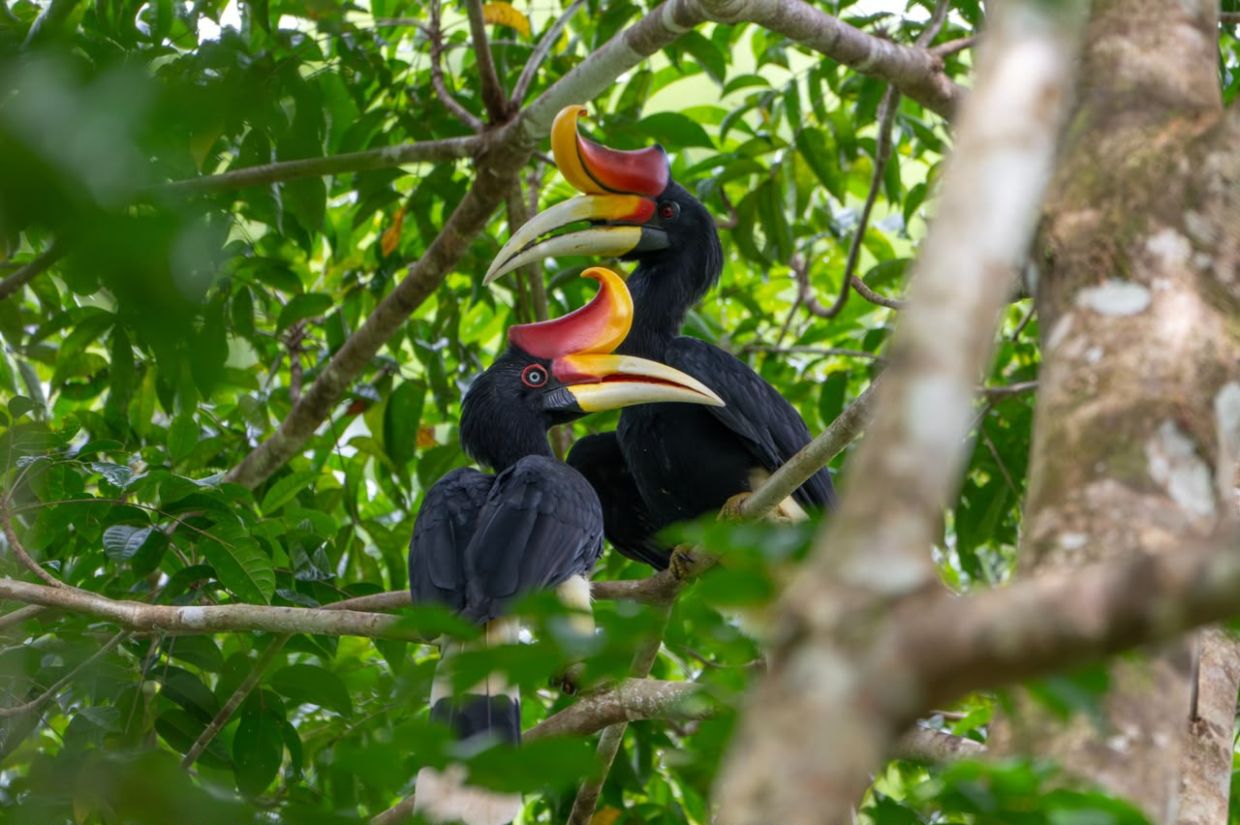 For Malaysia, Sarawak offers something particularly valuable: a place where nature, culture, food and community are not separate tourism products, but interconnected parts of the visitor experience.