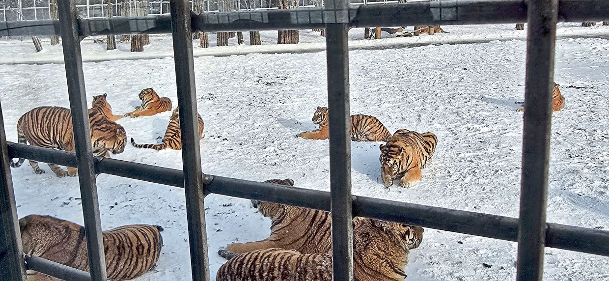 The Siberian Tiger Park is located near the China-Russia border.