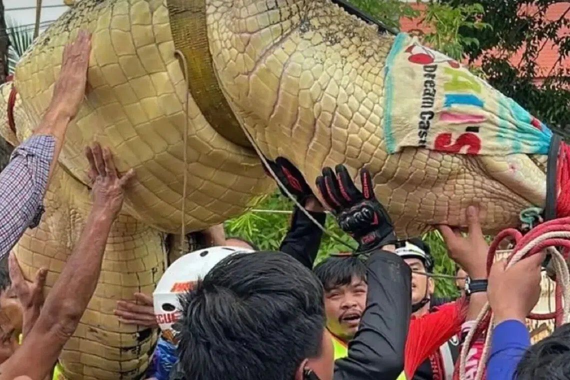 The 27-year-old crocodile is more than 4m long. -- PHOTO: THE NATION/ASIA NEWS NETWORK