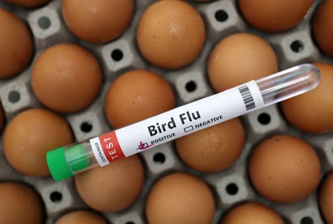 Kambodscha bestätigt sechsten menschlichen Fall von H5N1-Vogelgrippe im ...