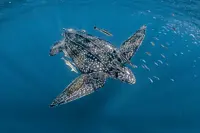 Ecowatch: Protect the beaches, protect the leatherback's future