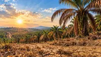 Plantation stocks face El Nino reality check