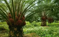 Stronger 3Q26 seen for Sarawak Oil Palms