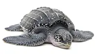 Ecowatch: Will this leatherback turtle's eggs hatch?