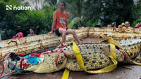 Crocodile weighing 400kg moved from flooded temple in Thailand
