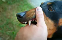 Penang preps against rabies after Kedah records first human case in decades