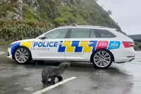Nothing to seal here: NZ police help stranded pup home