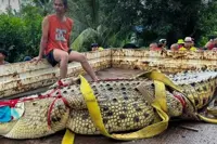 400kg crocodile moved from flooded Prachinburi temple in Thailand