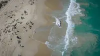 Shark alerts after whale carcass washes up on Perth city beach