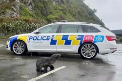 Nothing to seal here: NZ police help stranded pup home