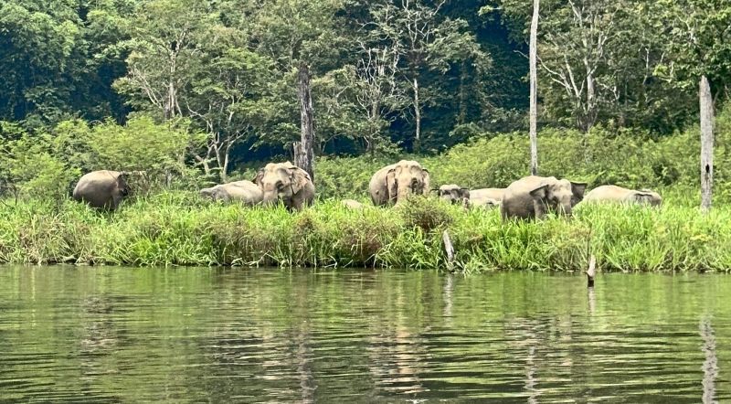 Zusammenleben mit Wildtieren in Belum-Temenggor