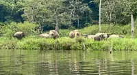 Coexisting with wildlife in Belum-Temenggor
