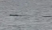 QuickCheck: Were crocodiles spotted in three areas around Manjung?