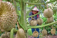 Vietnam's agro-forestry-fishery exports up 7.8% in first nine months