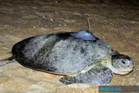 Expert calls for strict guidelines after crowds swarm nesting leatherback turtle