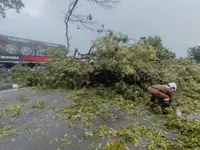 Six escape injury as tree falls on two cars in Ipoh