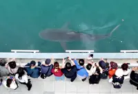 Shark remains in Busan canal after rescue bid fails