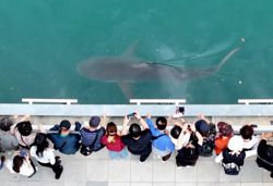 Shark remains in Busan canal after rescue bid fails