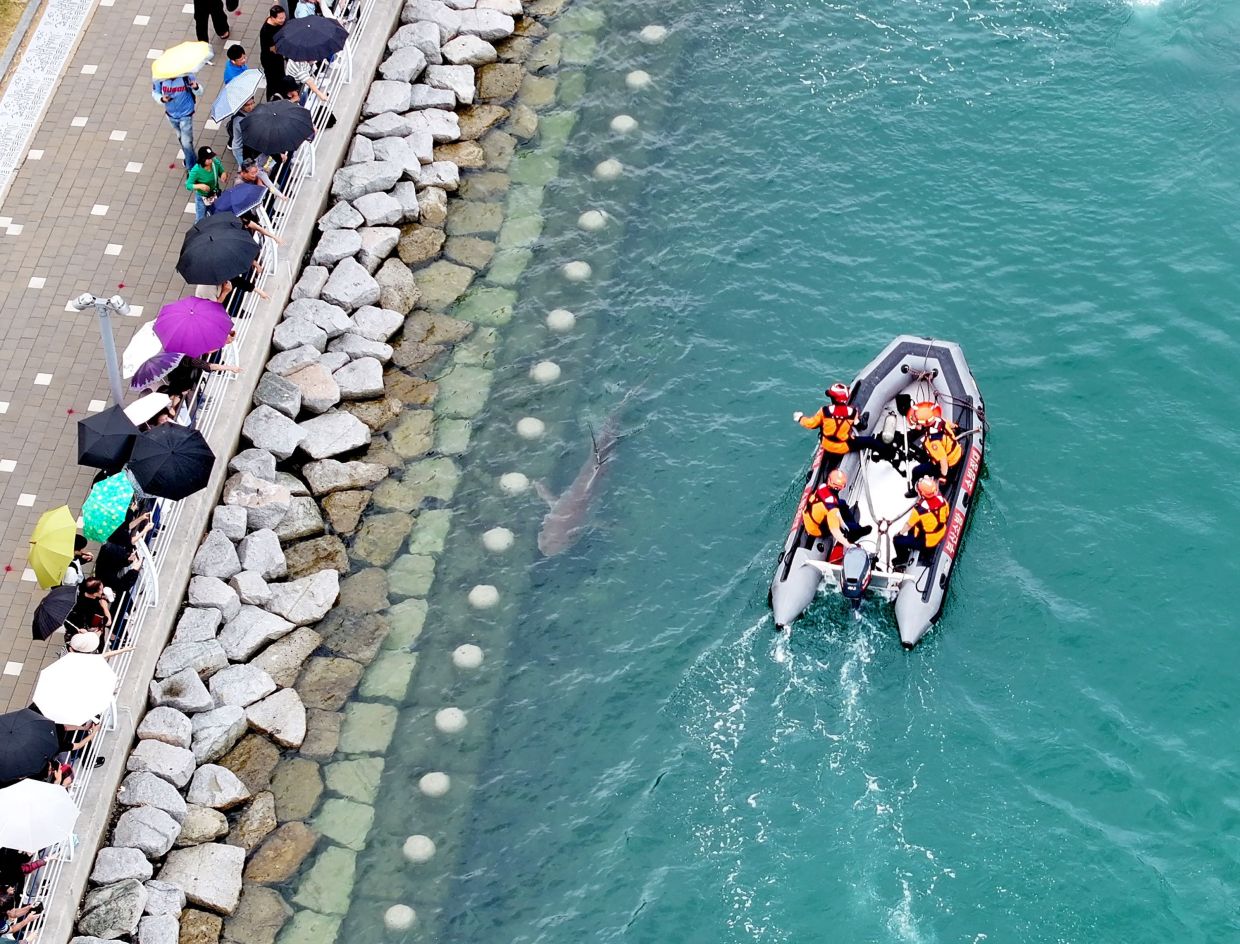 This aerial view photo taken on Sept 29, 2026 shows visitors watching a 3.5-metre shark (centre) trapped in an artificial waterway in the southeastern port city of Busan. The wayward shark became an unlikely celebrity in South Korea, drawing massive crowds, earning plaudits from the local mayor and even moving the stock market. - YONHAP/AFP)