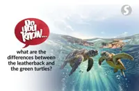 Do you know ... what are the differences between the leatherback and the green turtles?