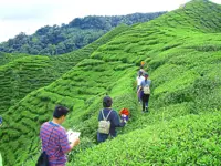 Unleashing the potential of Cameron Highlands