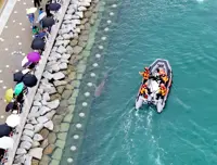 Lost shark becomes viral star in South Korea