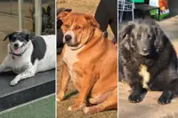 Delhi’s ‘chonkiest’ dogs battle for hearts and a crown
